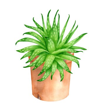 Seramik saksıda suluboya aloe vera bitkisi. El yapımı yeşil sulu, beyaz arka planda izole edilmiş. Botanik illüstrasyon, baskı, paket, dekorasyon, bitkisel ilaç ve bakım için ev bitkisi.