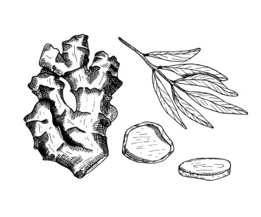 Ginger vector illustration. Hand drawn outline black and white ginger root with leaves and slices. Herbal spice lineart for packaging design, poster, menu, recipe book. Organic healthy vegan food