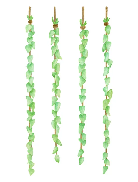 Akvarell zöld koszorú illusztráció. Kézzel rajzolt lógó levelek elszigetelve a fehér. Virágos faldekoráció, rusztikus design, öko dekoráció esküvőre, partira, kertre és otthonra. — Stock Fotó
