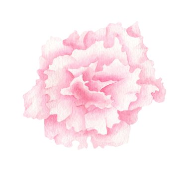 Watercolor eustoma flower. Hand drawn pink flower head isolated on white background. Botanical blush lisianthus. Floral illustration for cards, invitations, wedding decoration.