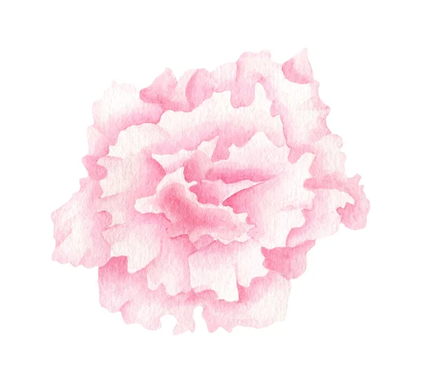 Květina akvarelu. Ručně kreslené růžové květinové hlavy izolované na bílém pozadí. Botanický ruměnec lisianthus. Květinová ilustrace na pohlednice, pozvánky, svatební dekorace. — Stock fotografie