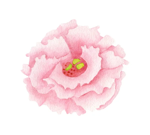 Akwarela Kwiat Eustoma Ręcznie Rysowane Różowy Lisianthus Głowa Kwiat Izolowany — Zdjęcie stockowe