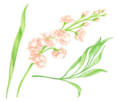 Suluboya Matthiola çiçeği ve yaprakları. Beyaz arka planda izole edilmiş yeşil saplı el yapımı kremalı gül başları. Kartlar, davetiyeler, düğün süslemeleri için zarif yeşillik çizimi