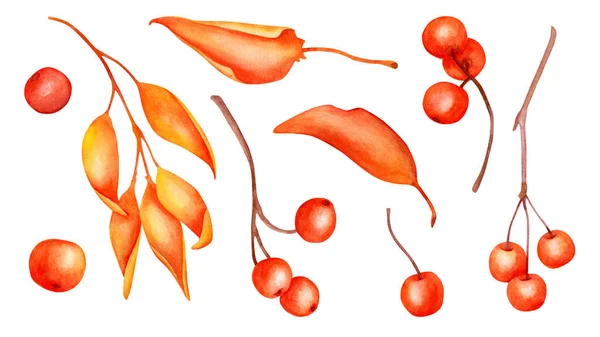 Acuarela bayas rojas con conjunto de hojas. Ramas de serbal dibujadas a mano aisladas sobre fondo blanco. Caída hojas de color burdeos. Ilustración botánica de otoño. — Foto de Stock