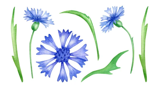 Zestaw akwarelowych kwiatów kukurydzy. Ręcznie malowane niebieskie dzikie kwiaty z liśćmi odizolowanymi na białym tle. Rysunek Knapweed. Ilustracja botaniczna do kart, zaproszeń, tekstyliów, druku. — Zdjęcie stockowe