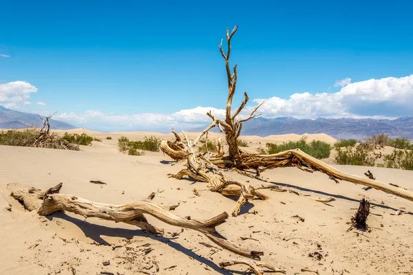 Сухие деревья на дюне — стоковое фото