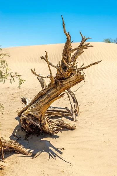 Suchý strom na písečné duny — Stock fotografie