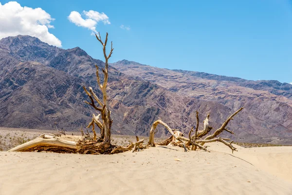 Dry Tree at the Sand Dune — Stock Photo, Image