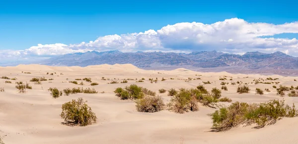 Mesquite düz - kum tepeleri Panoraması — Stok fotoğraf