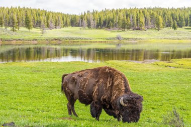 Yellowstone Ulusal Parkı 'nda Bizon