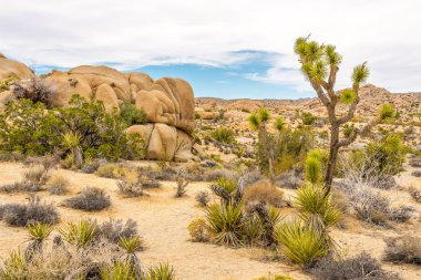 Joshua Tree N.P Jumbo kayaların oluşumu.