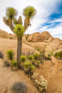 Maltepe Jumbo kayalarda - Maltepe N.P.