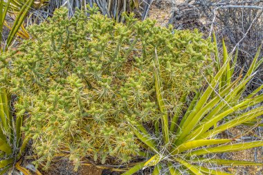 Joshua Tree N.P kaktüs.