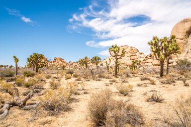 Joshua Tree N.P gizli vadide ağaçlarda Joshue