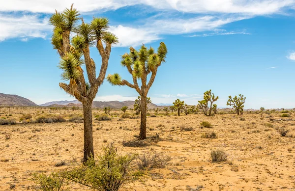 Joshua Trees w Joshua Tree N.P. — Zdjęcie stockowe