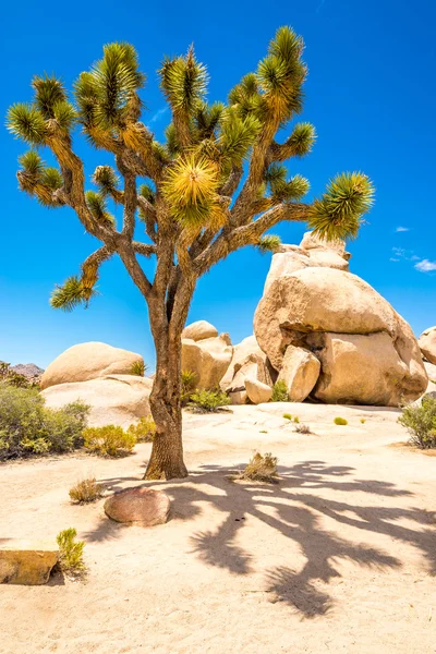 Joshue strom v údolí skryté v Joshua Tree Nováková — Stock fotografie