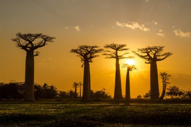 Baobab avenue akşamları