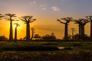 Günbatımı Baobab avenue üzerinde