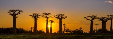 Baobab avenue üzerinde gün batımında Panorama görünüm