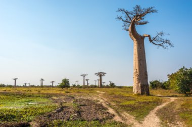 Baobabs ağaçlar Morondava yakın