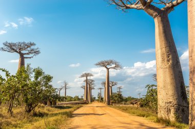 Baobabs Caddesi 