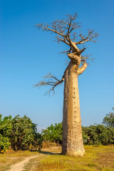 Baobá perto de Morondava — Fotografia de Stock