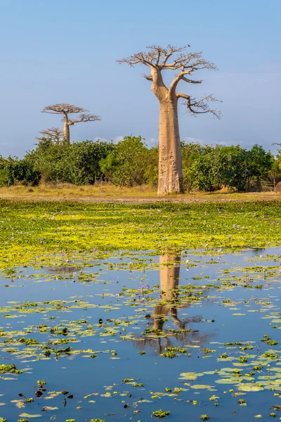 Baobab träd med sjö nära Morondava — Stockfoto