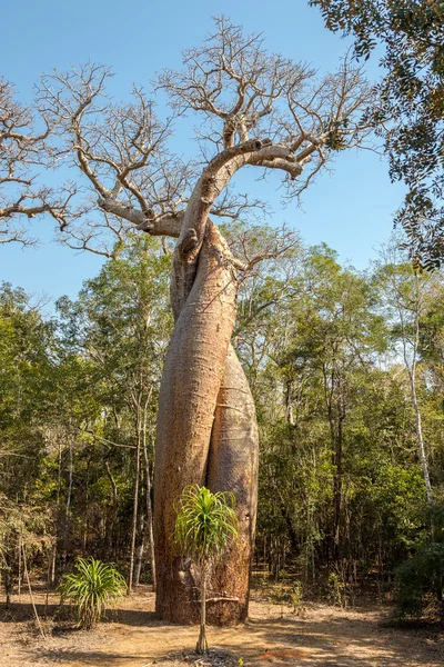 Baobab lovers - Amoureux — Stok fotoğraf