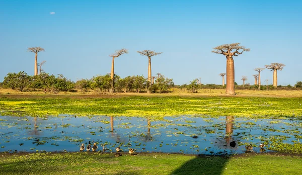 Baobab ağaçları ile göl kenarında Morondava — Stok fotoğraf