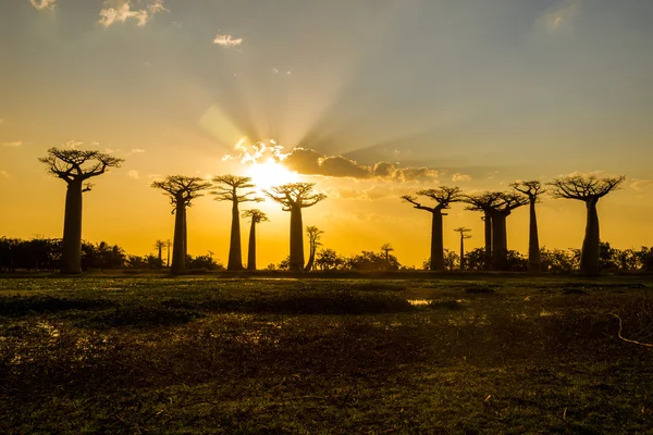 Pôr-do-sol acima baobab avenida — Fotografia de Stock