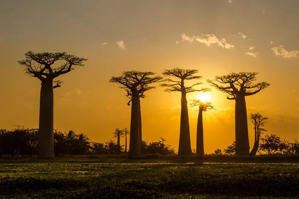 Este a Baobab sugárúton — Stock Fotó