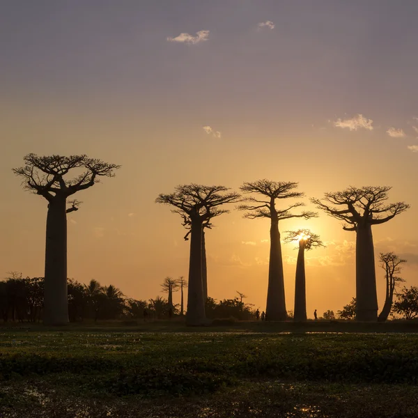 Este a Baobab sugárúton — Stock Fotó