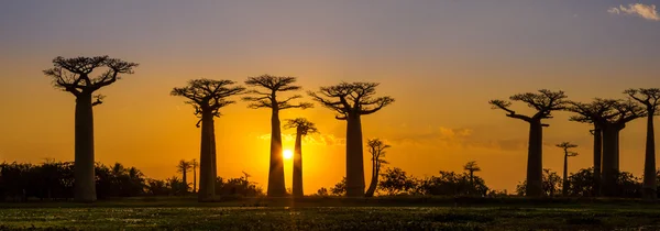 Panorama vista ao pôr do sol acima da avenida Baobab — Fotografia de Stock