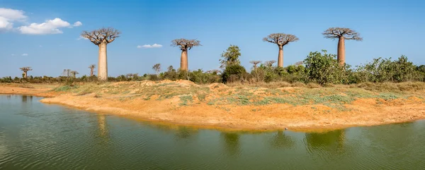 ベルナール ❱ モロンダヴァ近くのバオバブの木をパノラマ ビュー — ストック写真