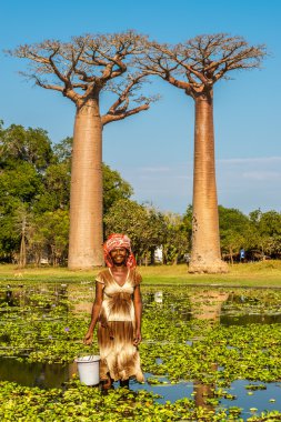 Kadınlar Baobabs avenue yakınındaki köyden