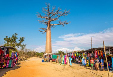Pazar Baobab Avenue Road