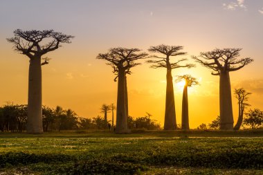 Akşam Baobab Avenue