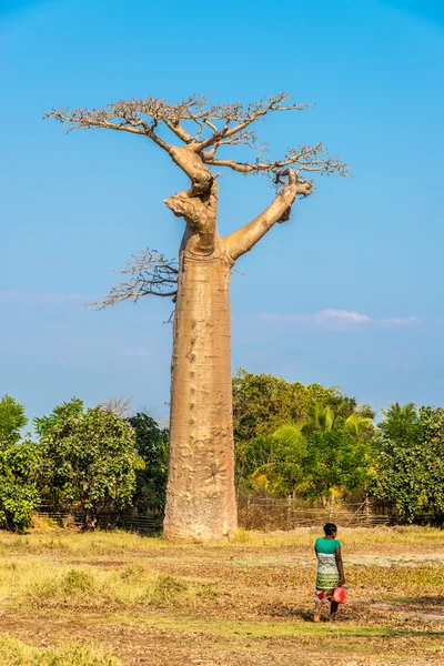 Baobabs Avenue Road — Stok fotoğraf