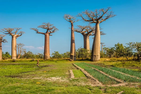 Champs près de Baobabs avenue — Photo