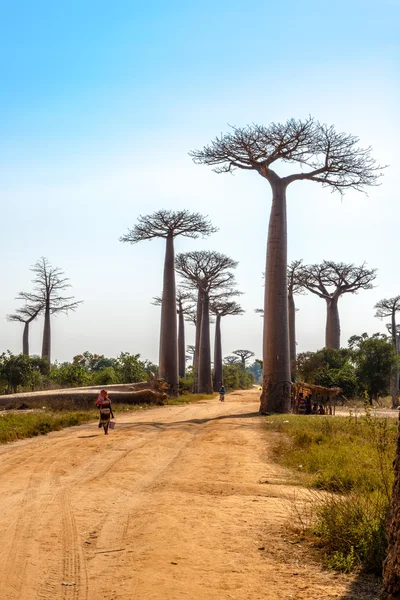 Baobabs avenue — Stock Photo, Image