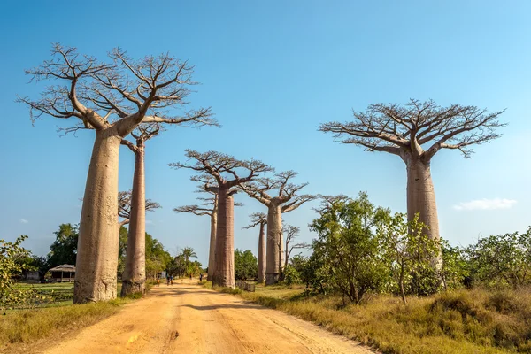 Baobabs avenida — Fotografia de Stock