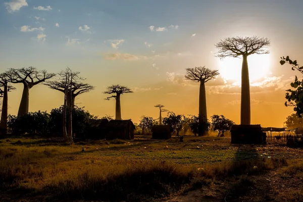 Akşam Baobab avenue yakınındaki köydeki — Stok fotoğraf