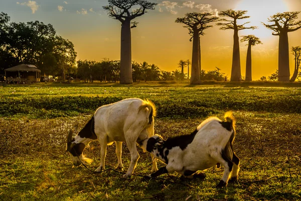 Chèvres au soleil du soir — Photo