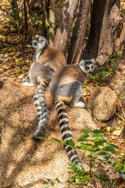 Halka kuyruklu lemur (Lemur catta)