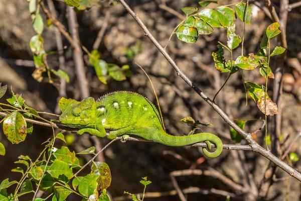 Anja doğa rezerv yeşil bukalemun — Stok fotoğraf