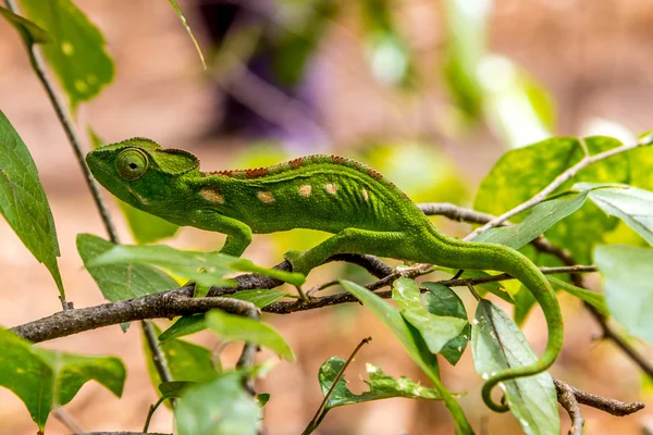 アニャ自然保護区で緑のカメレオン — ストック写真