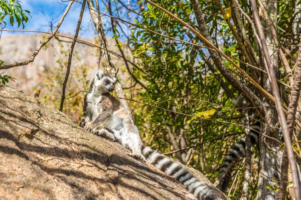 Ringschwanzmaki (Lemur catta)) — Stockfoto