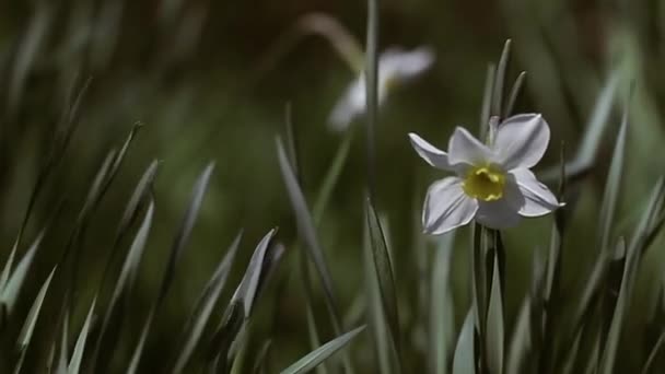 Slow-motion narcissus — Stockvideo