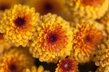 çiçekler makro krizantem