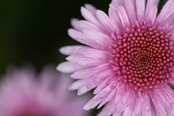 Blüten Makro Chrysanthemen — Stockfoto